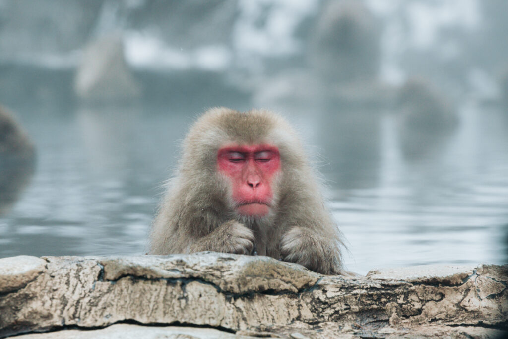 雪景色の中で温泉に浸かる野生のニホンザル（長野県・地獄谷野猿公苑）