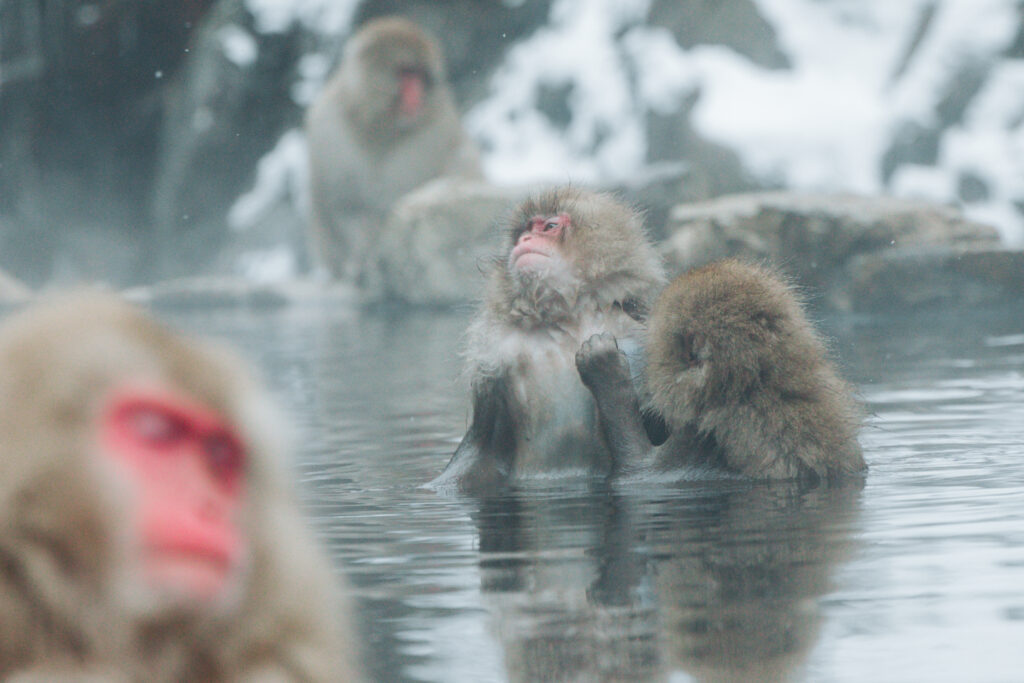 雪景色の中で温泉に浸かる野生のニホンザル（長野県・地獄谷野猿公苑）