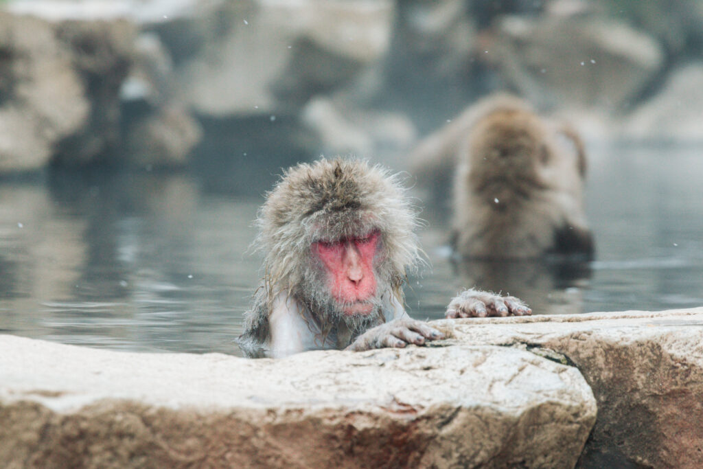 雪景色の中で温泉に浸かる野生のニホンザル（長野県・地獄谷野猿公苑）