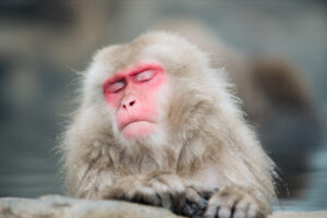 雪景色の中で温泉に浸かる野生のニホンザル（長野県・地獄谷野猿公苑）