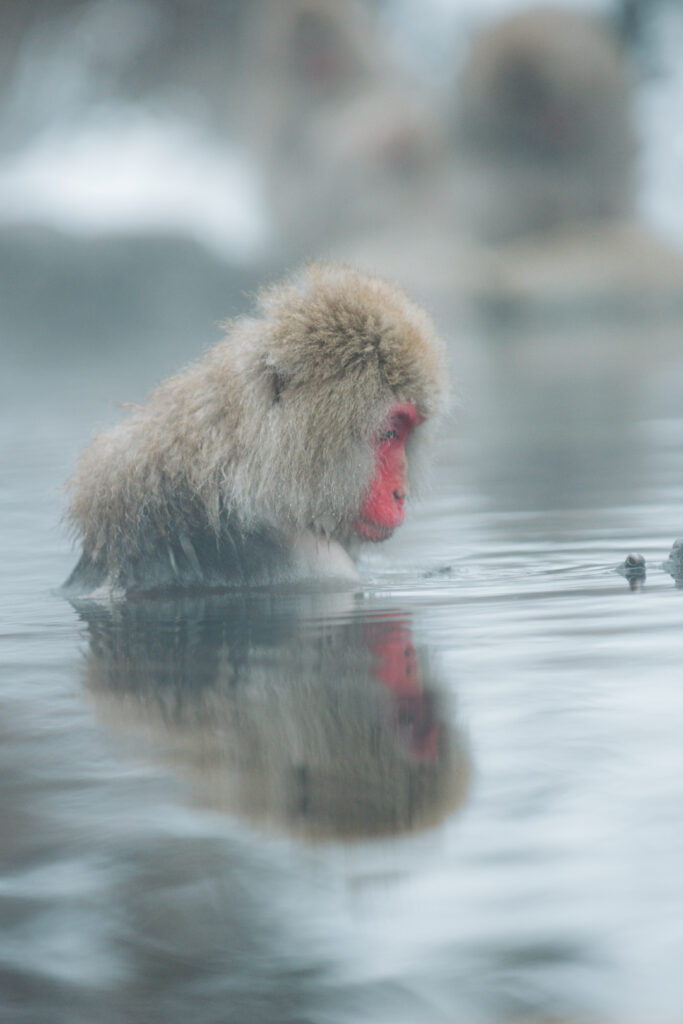 雪景色の中で温泉に浸かる野生のニホンザル（長野県・地獄谷野猿公苑）