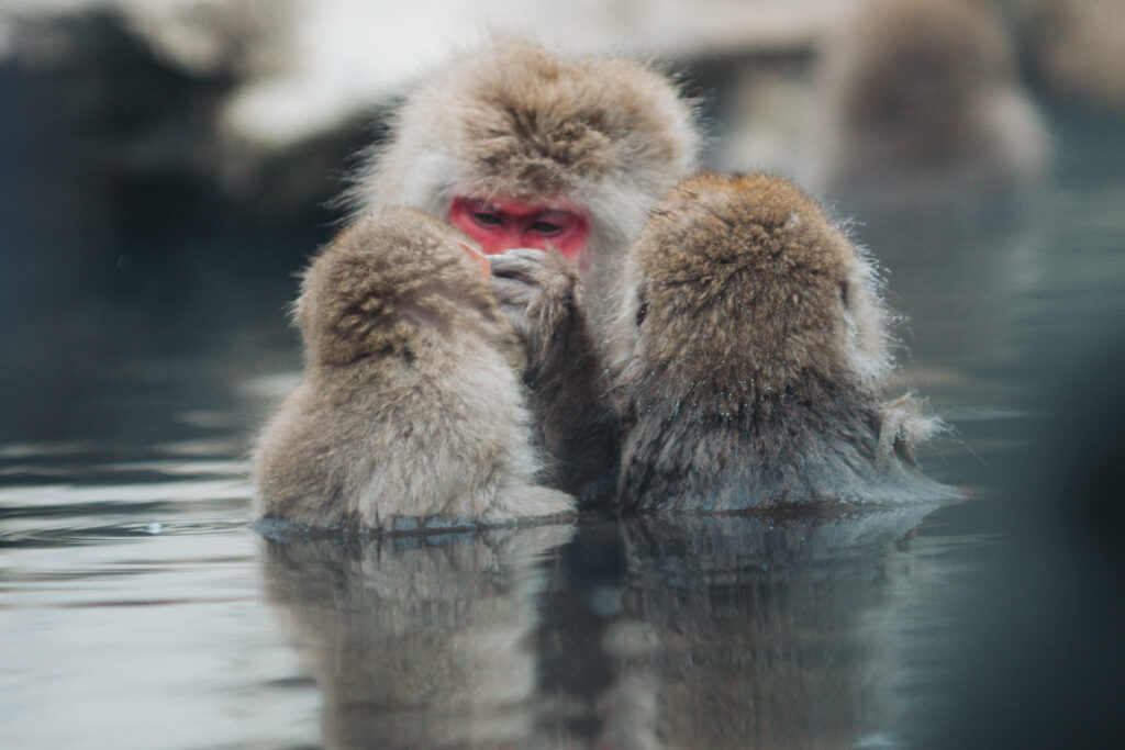 雪景色の中で温泉に浸かる野生のニホンザル（長野県・地獄谷野猿公苑）
