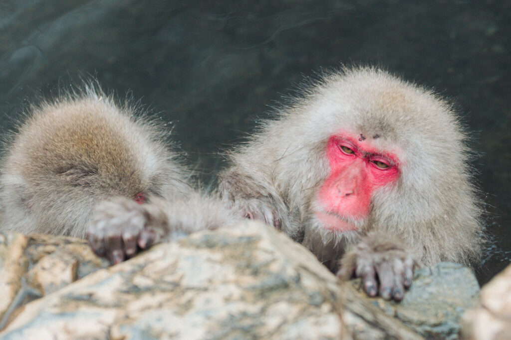 雪景色の中で温泉に浸かる野生のニホンザル（長野県・地獄谷野猿公苑）